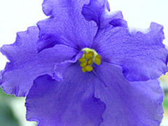 photo_nor for Caralil's Paloma