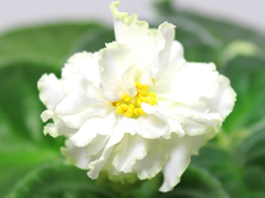 photo_nor for ЛЕ-Белый Пион