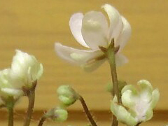 photo_nor for Н-Карелия
