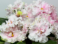 photo_nor for АВ-753-63, сеянец