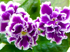 photo_nor for Джайв